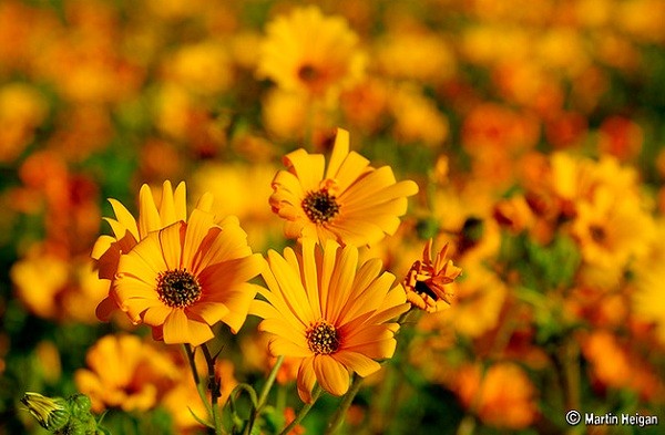 Đến châu Phi ngắm cảnh đẹp ngàn hoa cúc